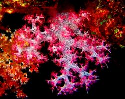 soft coral taken on fuji 710 compact
shot taken at cave ... by Matt Andrew 